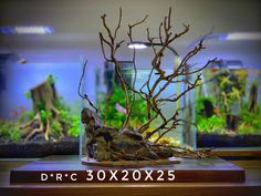 an aquarium filled with plants and rocks on top of a table