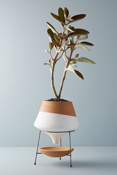 a potted plant sitting on top of a stand