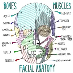 a diagram of facial anatomy with the words bones and muscles on it's side