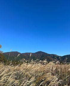 tall grass and mountains in the distance with a blue sky behind them on a sunny day