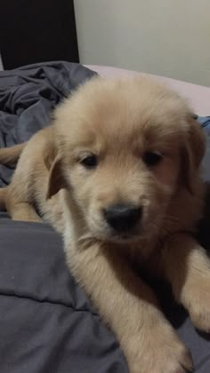 a brown puppy laying on top of a bed