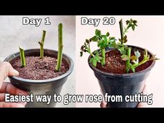 two pictures showing how to grow plants in pots with the same time as they are growing