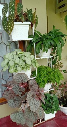 there are many different plants in the potted planter on the shelf next to each other