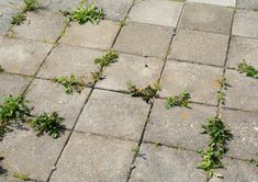 some green plants growing on the side of a sidewalk