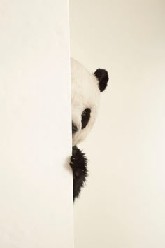 a panda bear peeking out from behind a wall