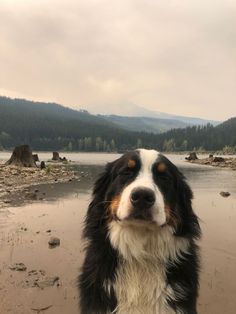 a black and white dog standing on top of a sandy beach next to a forest