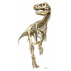 the skeleton of a dinosaur is shown in this drawing, it appears to be an adult