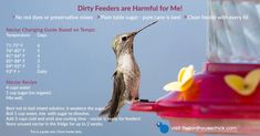 a hummingbird feeding from a bird feeder with instructions on how to feed the birds