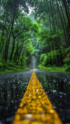 an empty road in the middle of a forest with rain falling on it and trees lining both sides