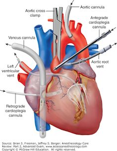 an image of the heart with different parts attached to it and labeled in text below