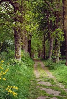 a path in the middle of a forest with lots of trees and grass on both sides