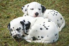 two dalmatian puppies cuddle together in the grass