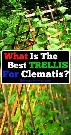 what is the best trelliss for clematis? and how to use them