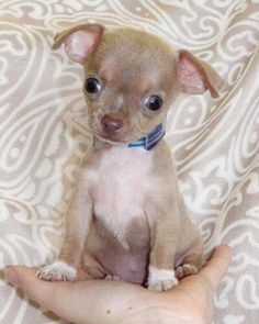 a small chihuahua puppy sitting on top of someone's hand while looking at the camera