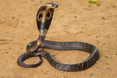 a black and brown snake on the ground with it's head in the air