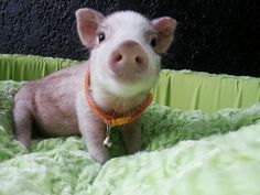 a small pig sitting on top of a green blanket