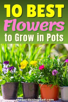 flowers in pots with text overlay that reads 10 best flowers to grow in pots