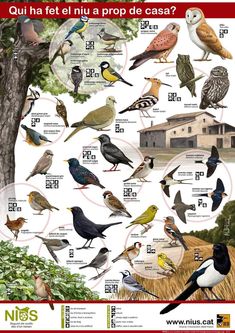 a poster with different kinds of birds on it's sides and words in spanish