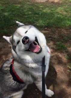 a husky dog sitting on the ground with its mouth open