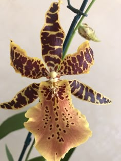 an orchid with yellow and brown spots on it's flower head, in front of a white wall