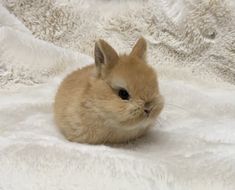 a small brown rabbit sitting on top of a white blanket