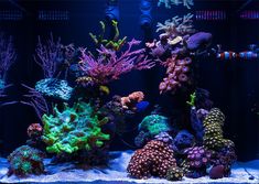 an aquarium filled with lots of different colored corals