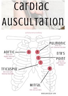 an image of the back side of a human body with text that reads cardiac ausculation