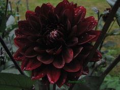 a large red flower with water droplets on it