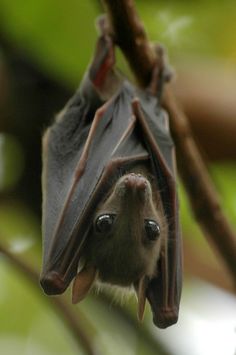 a bat hanging upside down on a tree branch