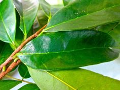 a close up of a green leaf on a branch with some brown wire attached to it