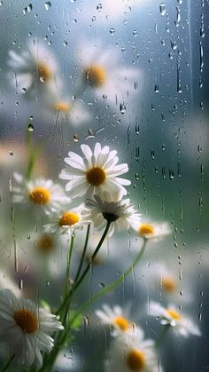 some daisies are sitting in front of a window with water droplets on it and the sun shining through them