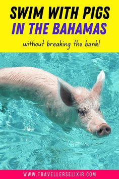 a pig swimming in the water with text overlay reading swim with pigs in the bahamas without breaking the bank