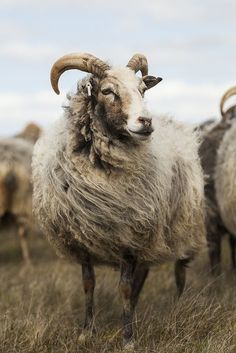 an animal with long horns standing in the grass