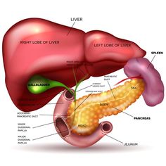 the anatomy of the liver and pancreas