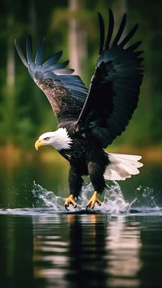 an eagle is landing on the water with its wings spread out and it's talon extended