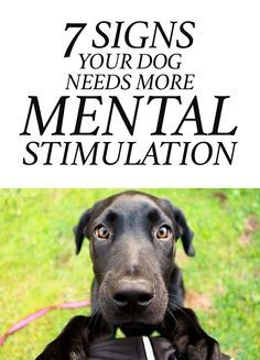 Military Dog, Fu Dog, Dog Needs, Yellow Dog, Game Mode, Mental Stimulation