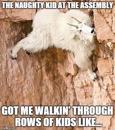 a mountain goat is climbing up the side of a rock wall with his head sticking out