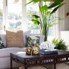 a living room filled with furniture and a large plant on top of a coffee table