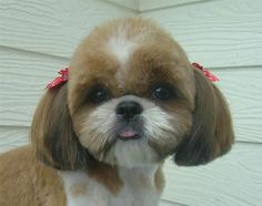 a small brown and white dog with a red bow on its head looking at the camera