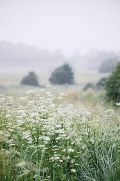 some white flowers grass and trees on a foggy day