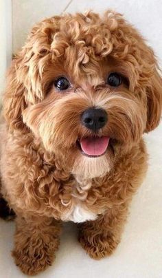 a small brown dog sitting on top of a white floor next to a toilet paper dispenser