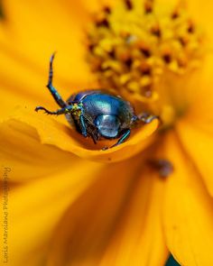 a blue beetle sitting on top of a yellow flower