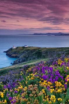 purple and yellow flowers in the foreground with an island in the background