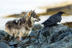 a wolf and a crow are standing on some rocks