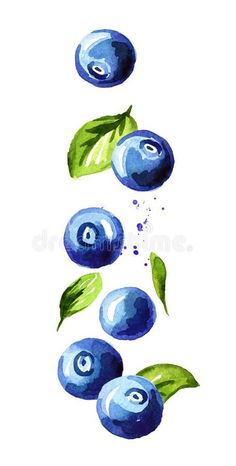 blueberries with leaves and sprinkles on white background watercolor painting royalty illustration