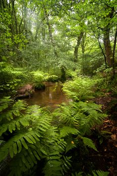 a stream running through a lush green forest filled with lots of trees and ferns on either side of it