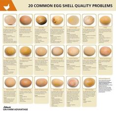 an image of eggs that are different sizes and colors with the words common egg shell quality problems