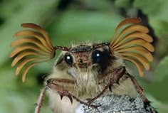 a close up of a bug with wings on it's head and eyes, sitting on a tree branch