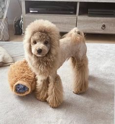 a poodle standing next to a stuffed animal