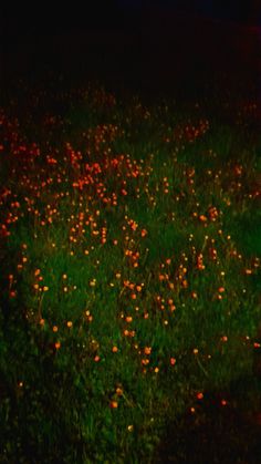 a field full of flowers at night time